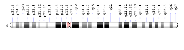 chromosome 6