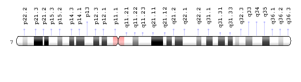 chromosome 7