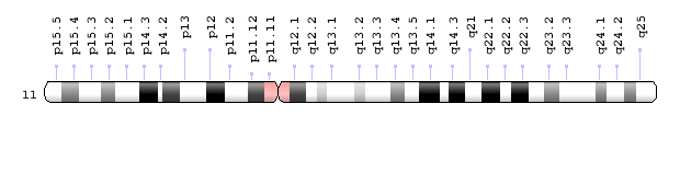chromosome 11