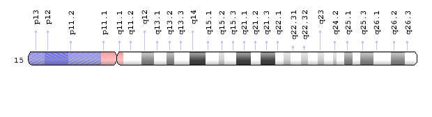 15染色体图