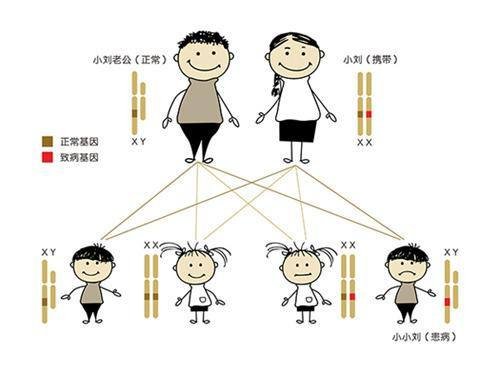 染色体遗传谱系