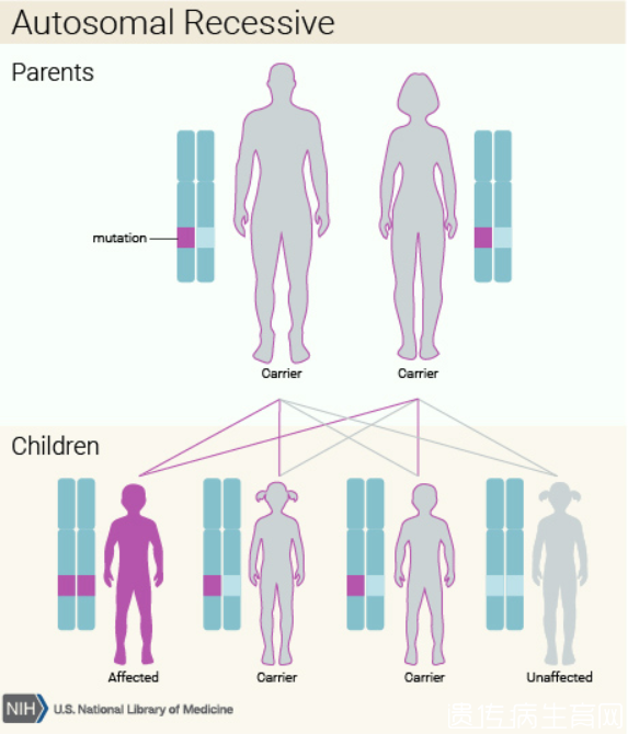 常染色体隐性模式遗传