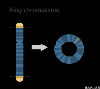 6号环状染色体详解